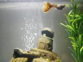 Guppy pregnant or constipated
