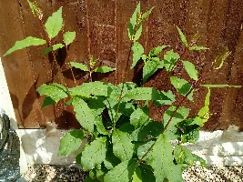 What you doing in your garden for 2020