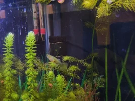 Guppy Aquarium Advice