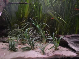 ID please