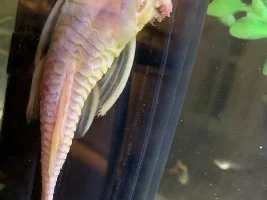 are pleco’s eyes missing?!