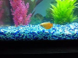 37 gl tank, how many fish I can put in!!!! 9 fishes now but the tank looks empty!!!
