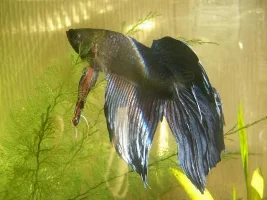 How Purty Is My Old Male Vt Just Now!