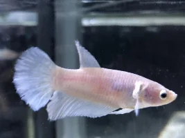 BETTA TUMOR?! Help please!