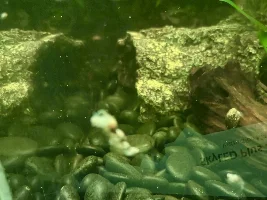 Pest snail race…
