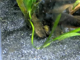 All snails die in my tanks