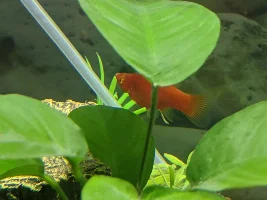 Fry ID (if possible)