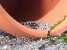 So Many Babies