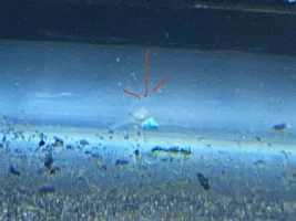 Help! My cories spawned! What do I do??
