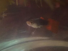 Help with medication