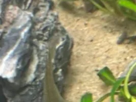 Need Help Diagnosing Fish Health Issues in My 75g Community