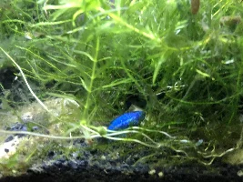 5 gallon Fluval Spec V