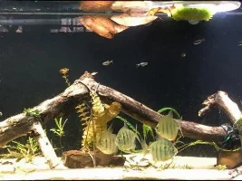 Pre-Feeding Time