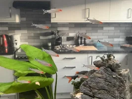 Is someone killing my Rummy Nose Tetras?