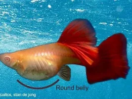 Breeding