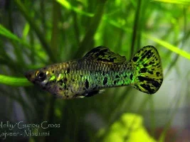 Hybridizing Livebearers