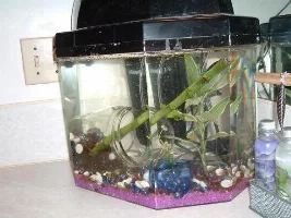My tanks