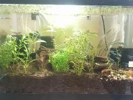 First tank build