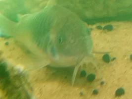 Green cory catfish