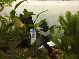 What kind of Cichlids are these?