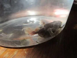 African Dwarf Frog With Injured Foot/leg
