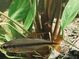 Alestopetersius brichardi Questions
