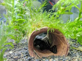 A Bristlenose Pleco in a cave