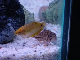 Plecos, platies, and gouramis...