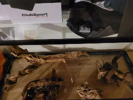 Thoughts on my potential aquascape?