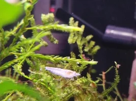 White Pearl/Snowball shrimp taxonomy