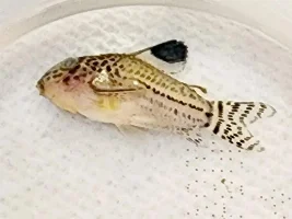 What is killing my fish?!?