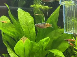 Boesmani rainbowfish mouth circle cyst