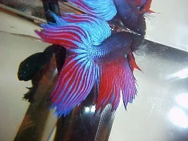 My Betta