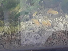 First algae disc for my cichlids
