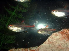 glowlight tetras loosing colors