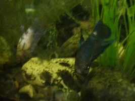 Some Of My Girls