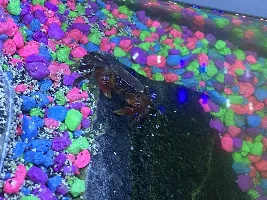 Not sure what’s happing with my red claw crab and I’m freaking out.!!!