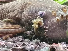 What is this growth on my pleco?