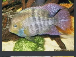 What type of fish do I have here?