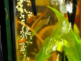 So Many Babies