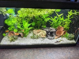 My once terrible tank has settled nicely