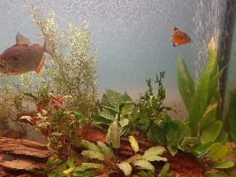 Planted silver dollar tank experiment