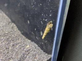 A place 4 my questions & ponderings as I build a 34 Gallons (127L) tank