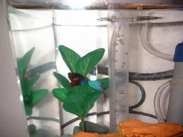 Betta pics