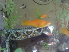 When Will My Girls Drop Their Fry?