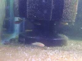 Betta Fry