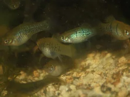 Self collected platies (part 2)