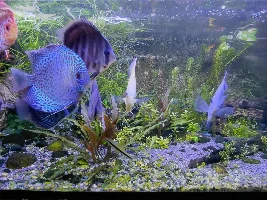 VOTE NOW: August 2026 Tank of the Month Contest (31 gallons and larger)