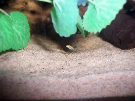My New Platies
