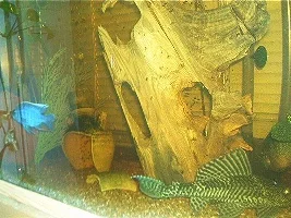 I'm going to try to put up some pics of my fish